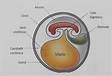 Anexos Embrionários entenda quais são e suas funçõe